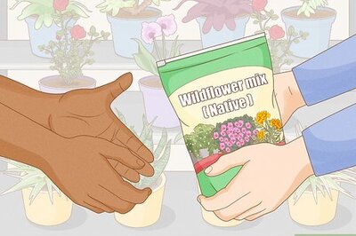 How to Attract Honey Bees