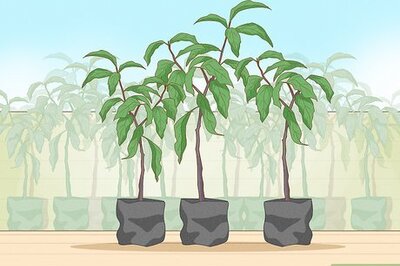 How to Plant a Peach Tree