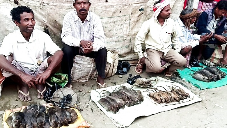 Rat Meat Sells Like Hot Cakes in Assam's Baksa, but Concerns over Spread of Disease Prevail