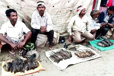 Rat Meat Sells Like Hot Cakes in Assam's Baksa, but Concerns over Spread of Disease Prevail