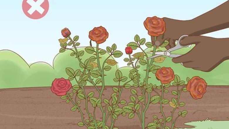 How to Trim Rose Bushes in Fall