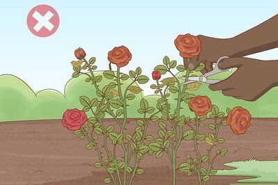 How to Trim Rose Bushes in Fall