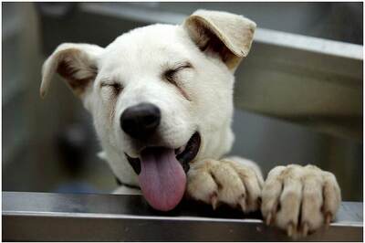 Spaying Dogs With Breast Cancer May Shorten Survival Time, Says Study