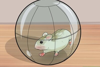 How to Make Dwarf Hamsters Stop Biting the Cage