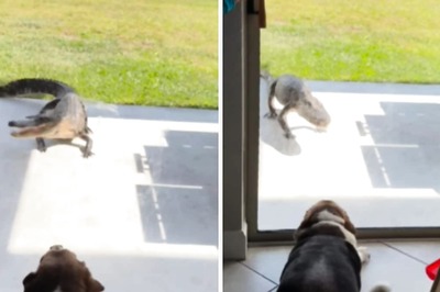 Pet Dog Scares Away Deadly Alligator And The Internet Can't Stop Laughing