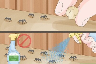 The Best Ways to Get Rid of Carpenter Ants in Your Home
