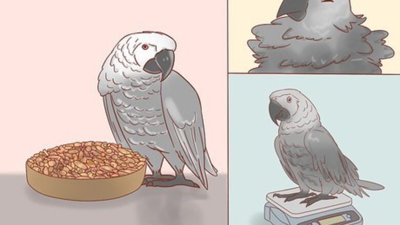 How to Treat Psittacosis in African Grey Parrots
