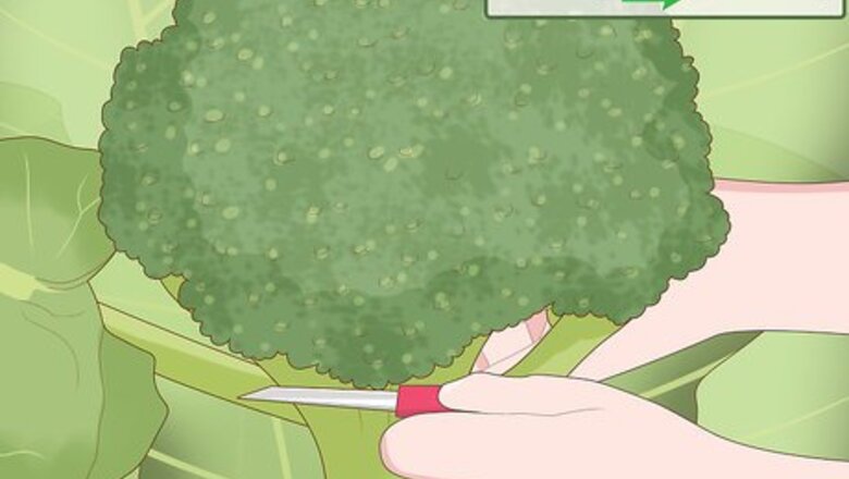 How to Harvest Broccoli