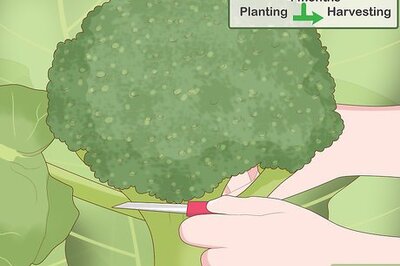 How to Harvest Broccoli
