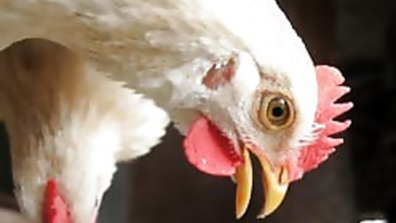 Air travel spreads bird flu: Study