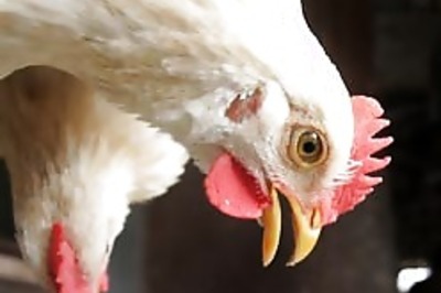 Air travel spreads bird flu: Study