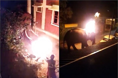Elephant Dies as Tamil Nadu Resort Workers Throw Burning Tyre at It, Horrifying Video Shocks India