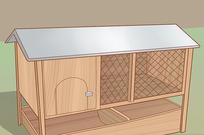 How to Get Quails to Lay Eggs