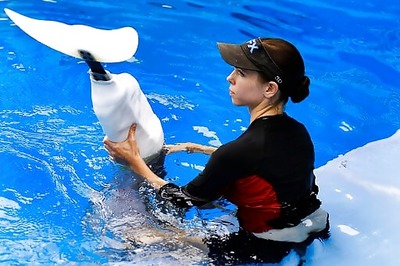 'Dolphin Tale' Fans Mourn Death Of Film's Star Winter At 16