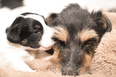 Dog Walker Beaten Up, Pet Kicked for Refusing to Exit Elevator at Mumbai Housing Society