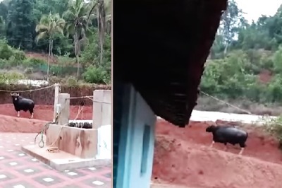 Watch: Woman In Udupi Offers Water, Food To Bison Spotted Near Her Home