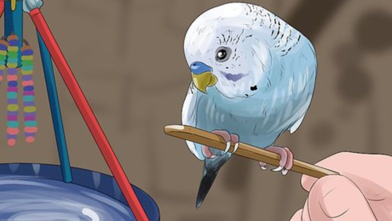 How to Teach a Budgie to Catch Flies