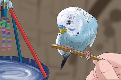 How to Teach a Budgie to Catch Flies