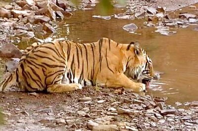 CID to probe tiger poaching in Chandrapur