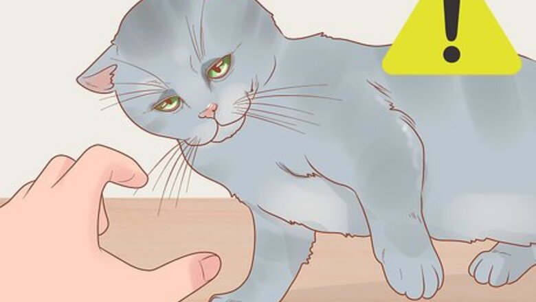 How to Hold a Cat