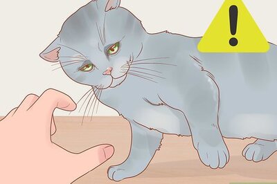 How to Hold a Cat
