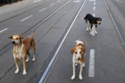 Over 100 Stray Dogs Poisoned, Dumped in Well in Telangana Village