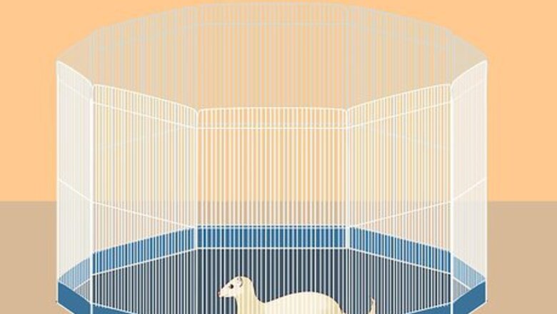 How to Exercise Your Ferret in a Playpen