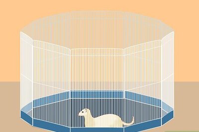 How to Exercise Your Ferret in a Playpen