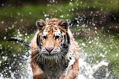 Why Incidents of Tiger Straying in Sundarbans Can Hit Mangrove Conservation Efforts