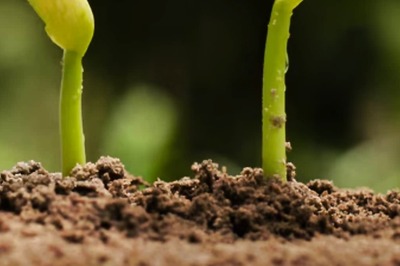 Ancient Seed Germinates After 1,000 Years, Scientists Discover Possible Biblical Healing Tree