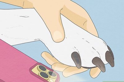 Finding the Quick on Black Dog Nails: Techniques & Trimming Tips