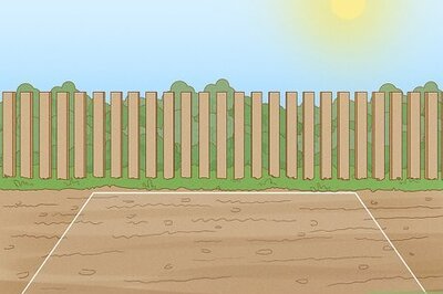 How to Plant and Care for a Ranunculus