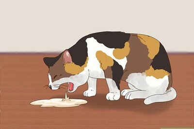 How to Diagnose and Treat Zinc Poisoning in Cats