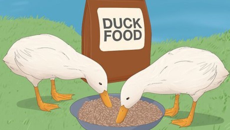 How to Feed Ducks