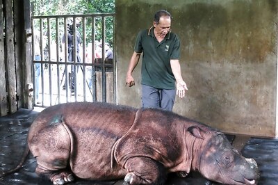 Sumatran Rhino Extinct in Malaysia as Lone Survivor Dies