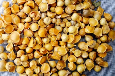 Consume Himalayan Garlic for Managing Diabetes, Cholesterol and Other Diseases