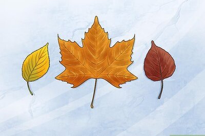 How to Preserve Fall Leaves