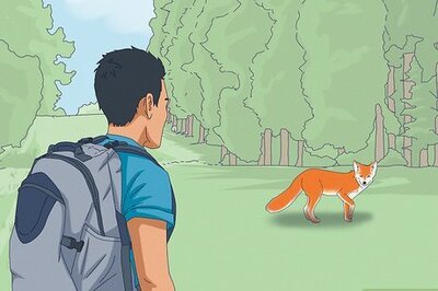 What Does It Mean When You See a Fox? Spiritual Symbolism, Luck & More