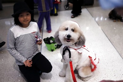 Like Humans, Dogs Too Can Remember and Recall Events From Past