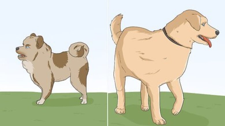 How to Identify Your Adopted Mutt