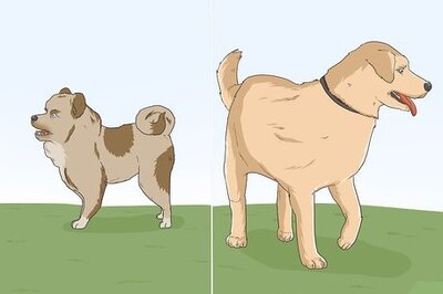 How to Identify Your Adopted Mutt