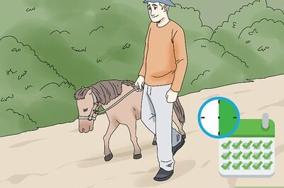 How to Keep a Miniature Horse Fit