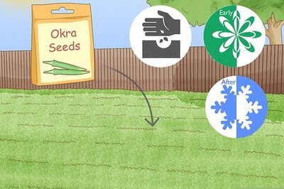 How to Grow Okra