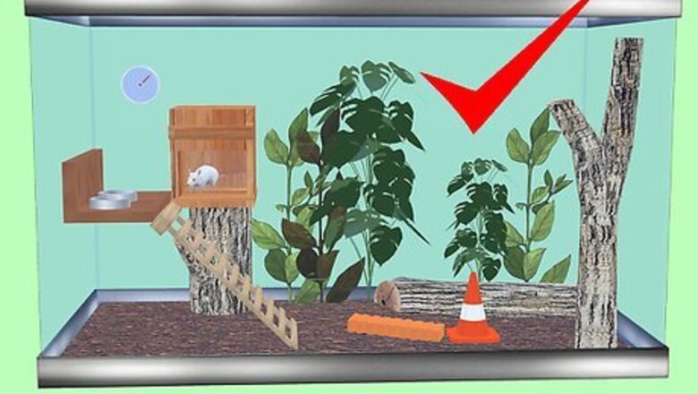 How to Furnish a Vivarium for Your Exotic Rodent