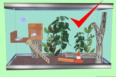 How to Furnish a Vivarium for Your Exotic Rodent