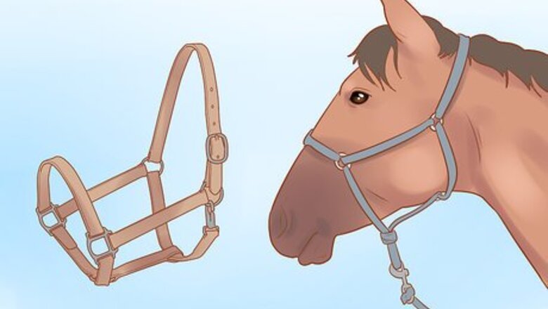 How to Handle and Control a Stallion