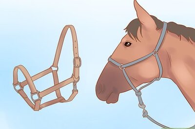 How to Handle and Control a Stallion
