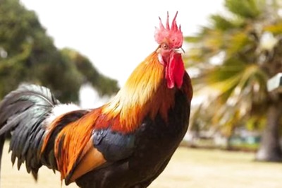 This German Couple Has Sued Their Neighbour And His Rooster; Here's Why
