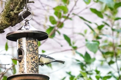 Photo Of A Blue Bird, Stuck In A Feeder, Makes Internet Go ROFL