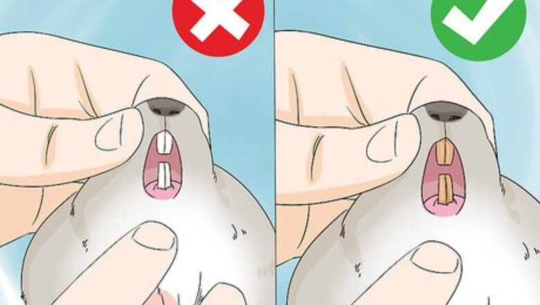 How to Handle Calcium Deficiency in Chinchillas